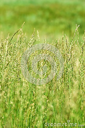 Green grass in field