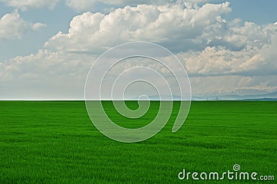 Green grass field with cloudy blue sky