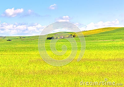 Green grass field landscape under blue sky in spring