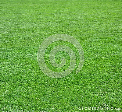Green grass field square