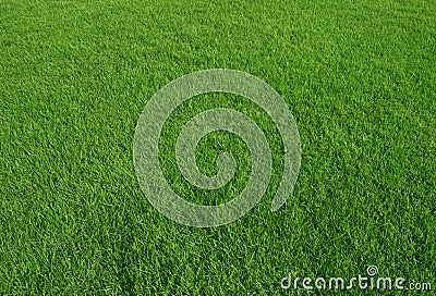 Green grass field use as nature background