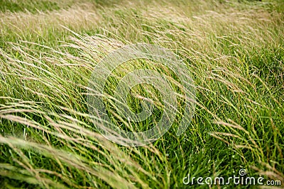 Green grass fields are leaning in the wind