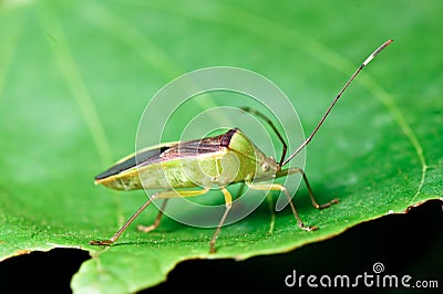 Green grass insect