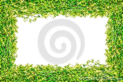 Green grass isolated frame for background