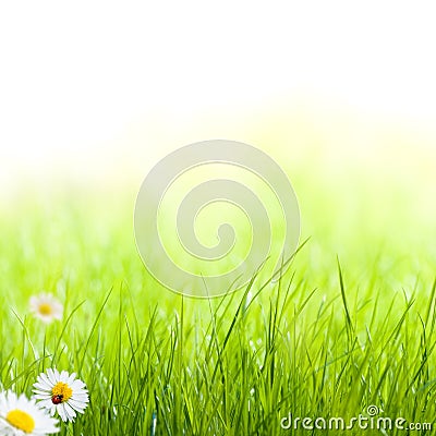 Green grass spring garden background