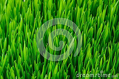 Green Grass Texture