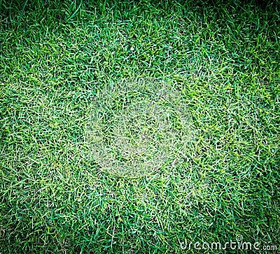 Green grass texture