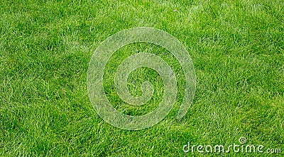 Green grass texture