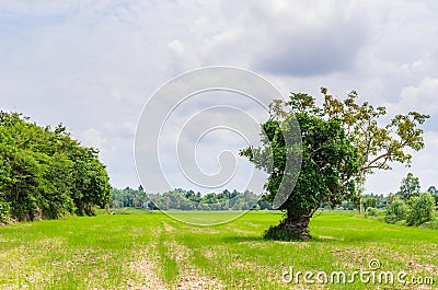 Green grass tree and sky