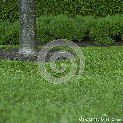 Green grass and tree trunk