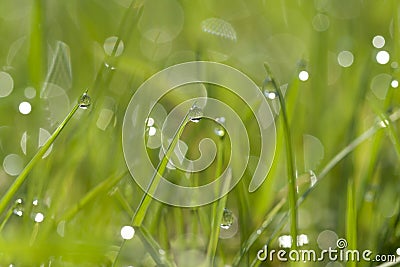 Green grass with water drops