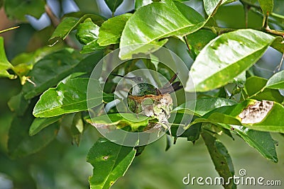 Green hummingbird in its tiny nest, Venezuela