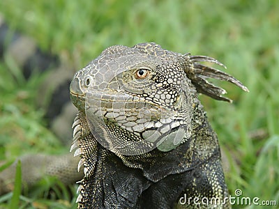 Green Iguana, Aruba, ABC Islands