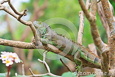 Green Iguana