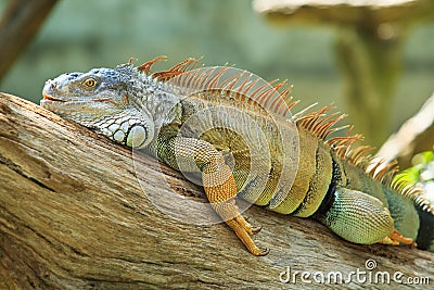 Green Iguana