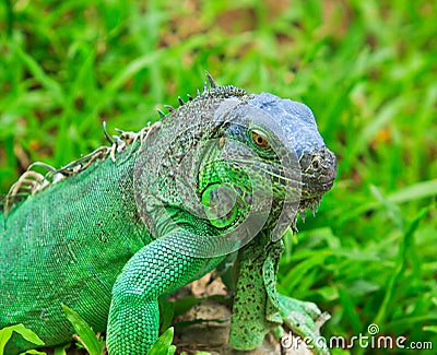 Green Iguana