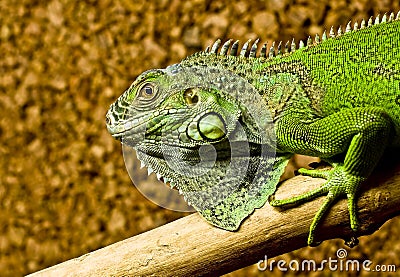 A green iguana rests on the tree