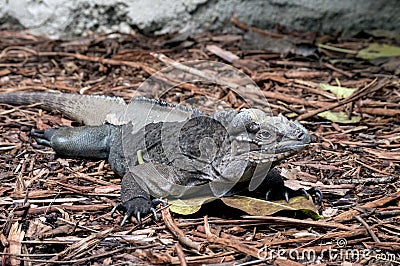 Shedding green iguana