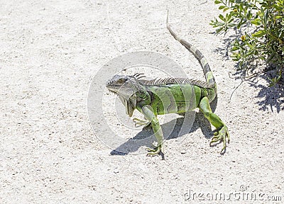 Green iguana in the wild
