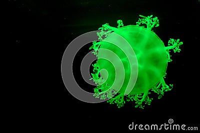 Green jelly fish