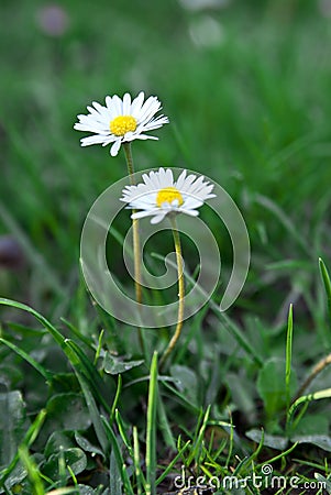 The green lawn of daisy flowers in summer