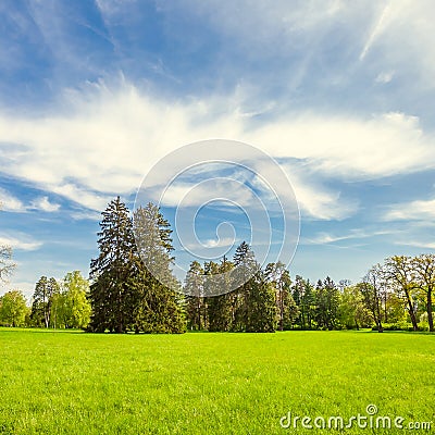 Green lawn with trees