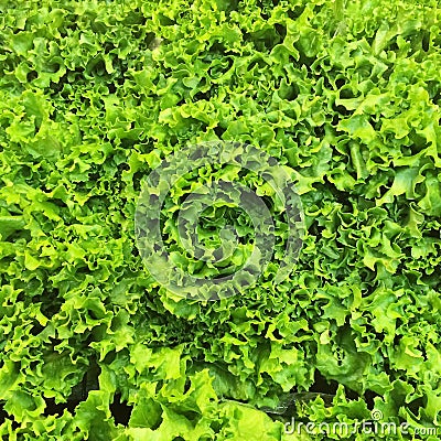 Green lettuce background