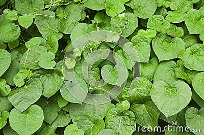 Green living wall made of vine