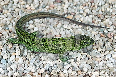 Green lizard