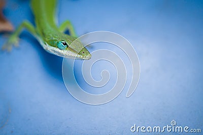 Green lizard on blue
