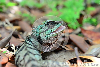 Green Lizard - Calotes emma - Thailand Reptiles