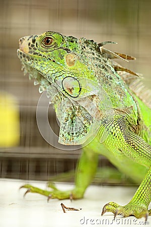 Green Lizard Green Lizard finding food