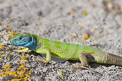 Green lizard (lacerta viridis)