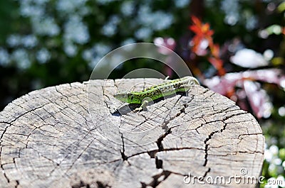 Green lizard on sitting on a tree