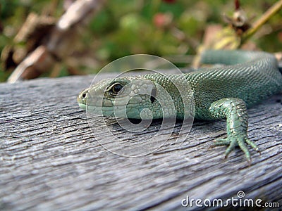 Green lizard