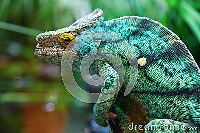 Green male chameleon