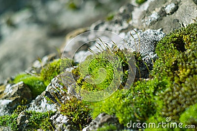 Green moss on rock close up