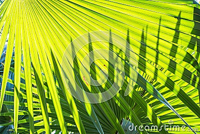 Green palm leave