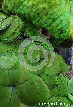 Green Parrot