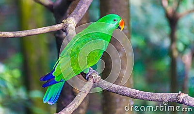 Green parrot