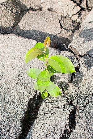 Green plant growing through asphalt