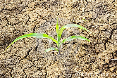 Green plant growing on the dry dead soil land in desert