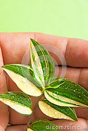 Green plant in hand