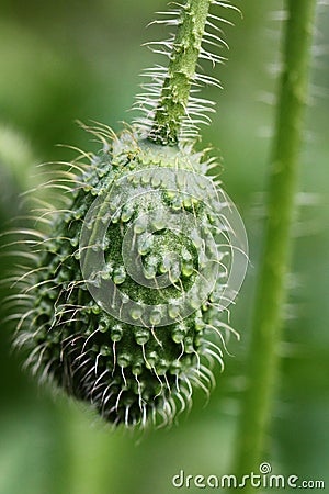 Beautiful Poppy Bud And Green Background Stock Photo Beautiful Poppy Bud And Green Background Stock Photo
