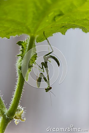 Green praying mantis on a cucumber plant