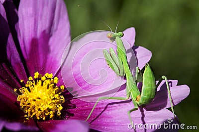 Green Praying Mantis