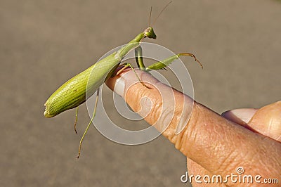 Green praying mantis rest on a finger