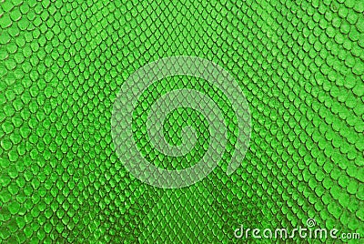 Green python snack skin texture background.
