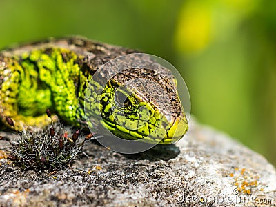 Green sand lizard sunbathing on a rock