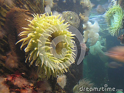 Green sea roses